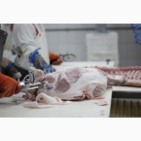 М#039;ясо оптом від виробника. Напівтуші свинні, елементи та субпродукти, свинина з доставкою