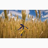 Куплю зерно пшеницу у производителей, расчет на весах. Ф1/Ф2