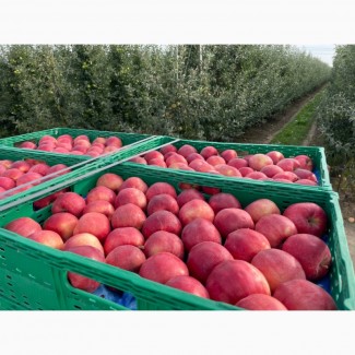 Продаємо яблука, урожай 2023р