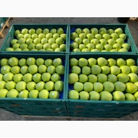 Продаємо яблука, урожай 2023р