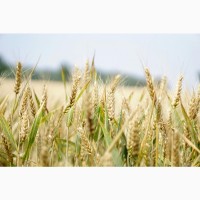 Перевезення зернових культур: швидко, надійно, по всій Україні