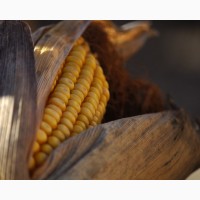 Насіння кукурудзи Кремінь 200 СВ, ФАО-210, урожай - 2021 р