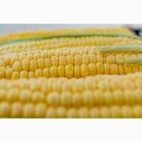 Куплю Кукурудзу по всій Україні