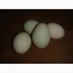Инкубационные яйца Индийский бегунок