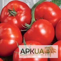Фото 2. Продам пакетированные семена томата ( с первых рук, оптом от производителя)