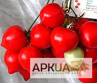 Фото 3. Продам пакетированные семена томата ( с первых рук, оптом от производителя)