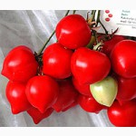 Продам пакетированные семена томата ( с первых рук, оптом от производителя)
