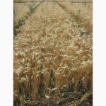 Семена пшеницы озимой - сорт Наталка. 1 репродукция
