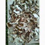 Мариновані білі та сушені білі гриби, урожай 2015 року, Карпати! Ціна ДОГОВІРНА