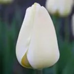 Гиацинт, крокус, тюльпан многоцветковый, срез, в вазоне