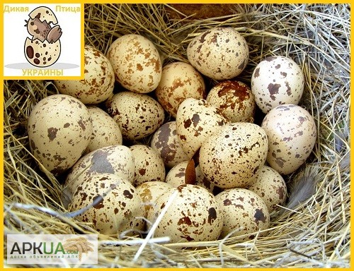 Фото 6. Яйца перепела инкубационное Техасец - супер бройлер и молодняк