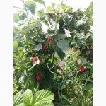 Плодово-ягодное хозяйство