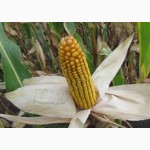Семена кукурузы венгерской Вудсток Гибрид ГС 240 - ФАО 230