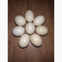 Продам пустые страусиные яйца