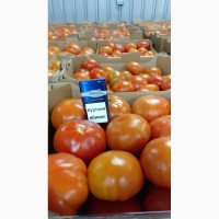 Продажа тепличного помидора оптом