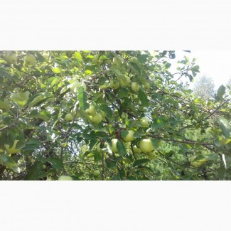 Продам яблоки Белый налив 1 тонна (свои)