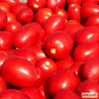 Купить от производителя помидоры