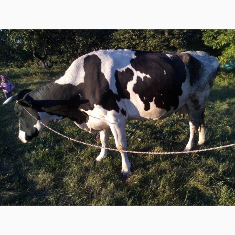 Продам корову — APKUA
