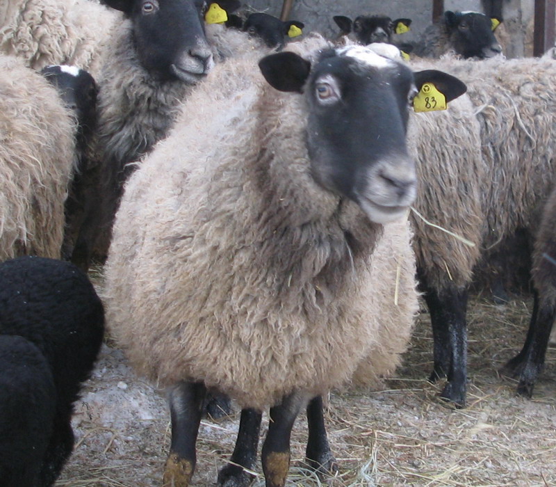 Фото 2. Овцы, на экспорт, Романовские, Меринос