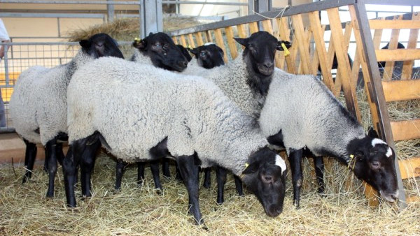 Фото 3. Овцы, на экспорт, Романовские, Меринос