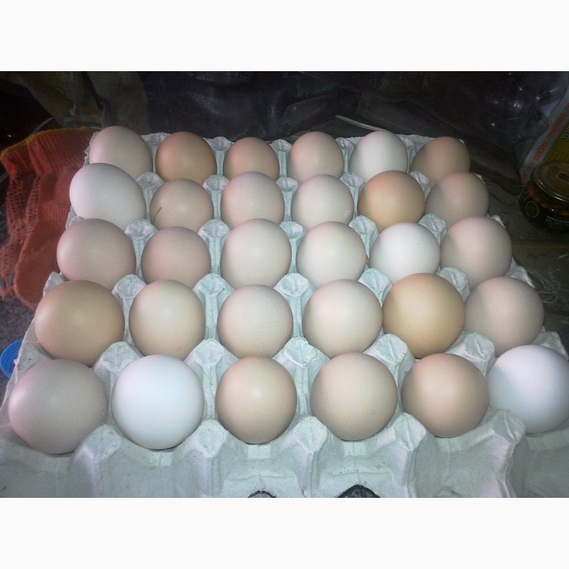 Фото 3. Продам інкубаційні яйця Лівенських ситцевих курей