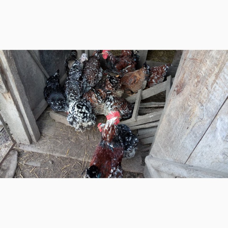 Фото 5. Продам інкубаційні яйця Лівенських ситцевих курей