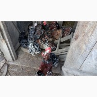Продам інкубаційні яйця Лівенських ситцевих курей