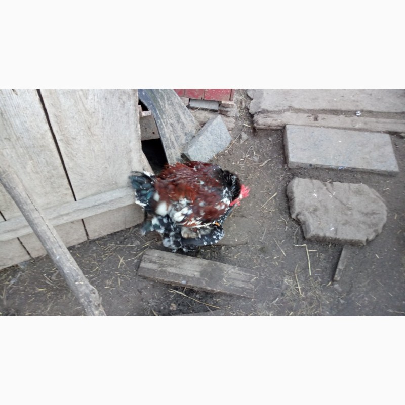 Фото 6. Продам інкубаційні яйця Лівенських ситцевих курей