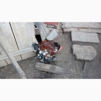 Продам інкубаційні яйця Лівенських ситцевих курей
