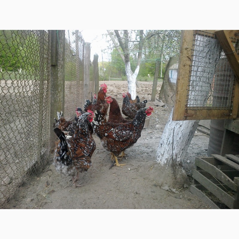 Фото 8. Продам інкубаційні яйця Лівенських ситцевих курей