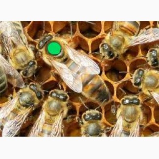 Приймаються замовлення на 2020 рік на бджоломатки F-1 (Карніка) лінія Варроа толерантная