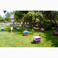 Бджоломатки карпатки - пчеломатки карпатки