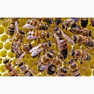 Продам Пчелосемьи Новая Каховка