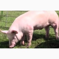 Куплю свиней живым весом от 50 гол