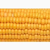 Крупным оптом закупаем кукурузу фуражную