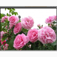 Роза чайная розовая и белая саженцы купить украина кусты (дамасская, болгарская)