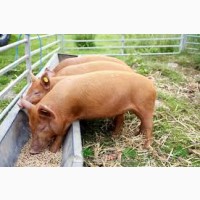Білково-вітамінно-мінеральні добавки для свиней (БВМД)