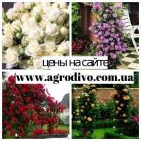 Розы высшего качества от производителя продукции в питомнике АГРОДИВО