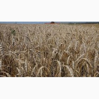 Семена озимой пшеницы Емерино