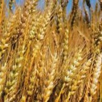 Семена озимой пшеницы ЛІСОВА ПІСНЯ