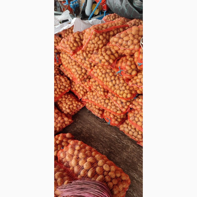 Фото 2. Продаємо картоплю сорту Гала