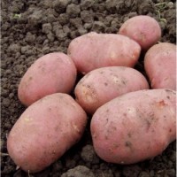 Продам сіменну картоплю (сорт Алладін), 5 тонн