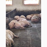 Реалізуємо свиней живою вагою (190+ кг)