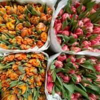 Голландський тюльпан оптом до 8-го березня