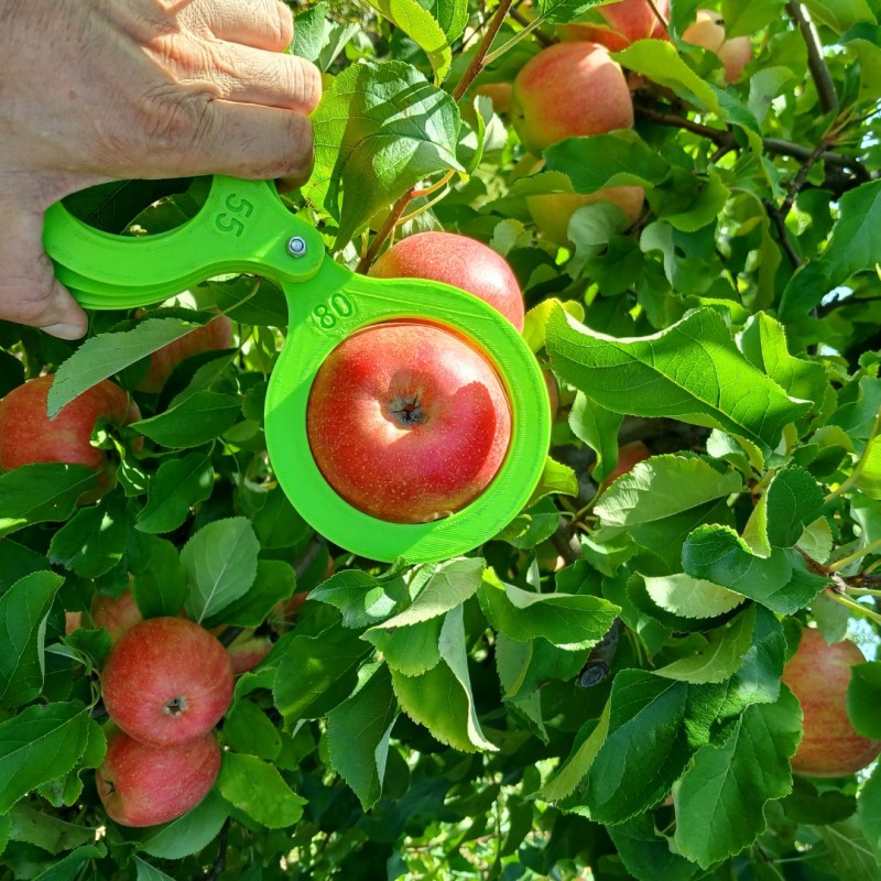 Фото 10. Продам яблука з саду