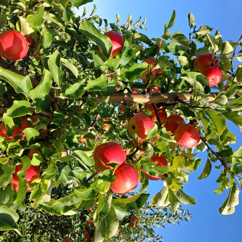 Фото 11. Продам яблука з саду