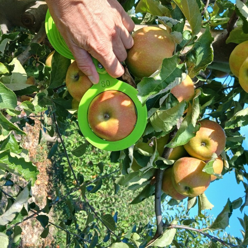 Фото 12. Продам яблука з саду