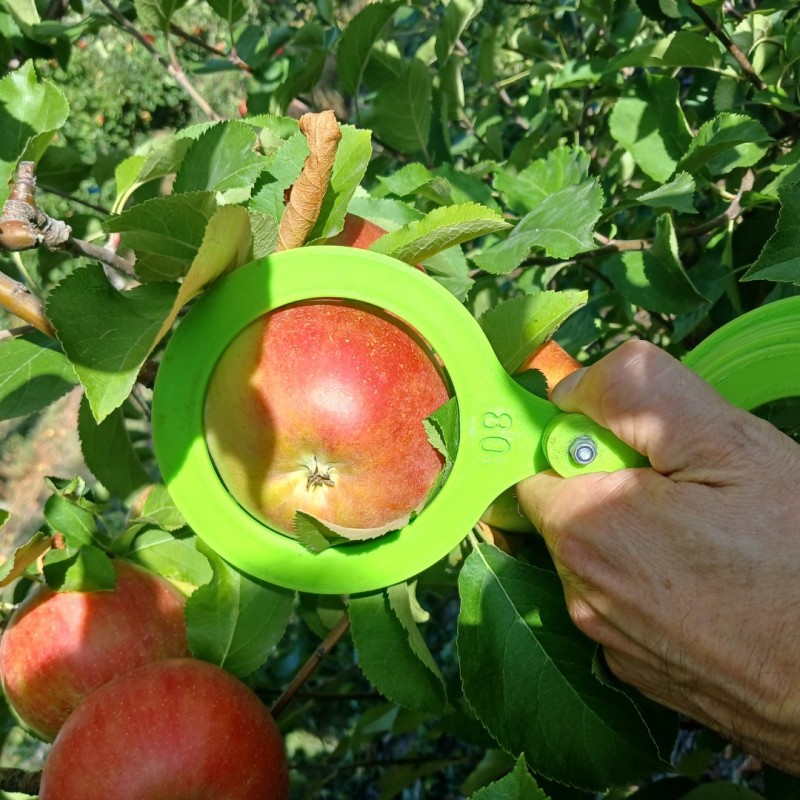 Фото 7. Продам яблука з саду