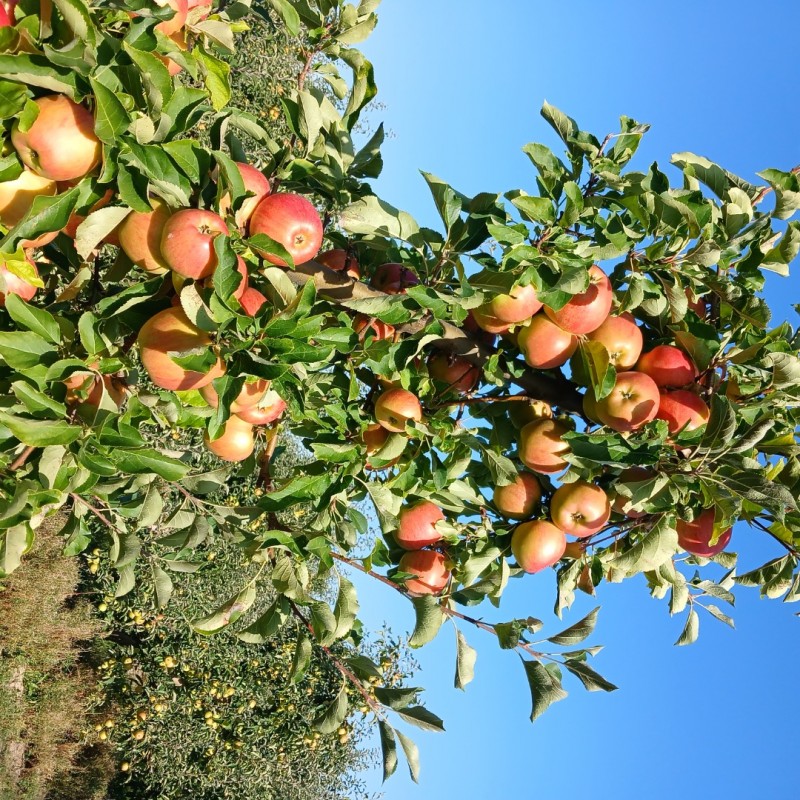 Фото 9. Продам яблука з саду