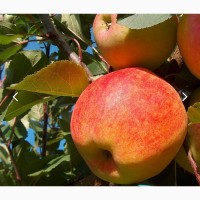 Продам яблука з молодого саду Чемпіон, Айдаред гарні, смачні, без парші, градобою